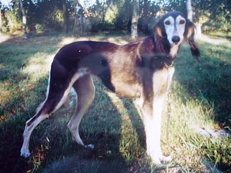 Saluki El Sharmir's Shahidi billede 1