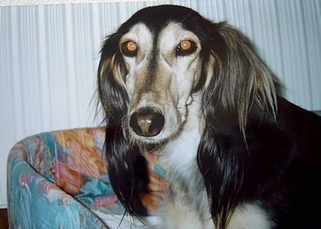 Saluki El Sharmir's Shahidi billede 2