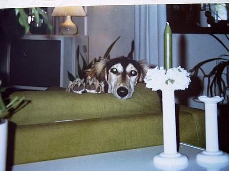 Saluki El Sharmir's Shahidi billede 3