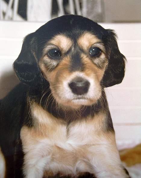 Saluki El Sharmir's Shahidi - Shahidi som hvalp. billede 4