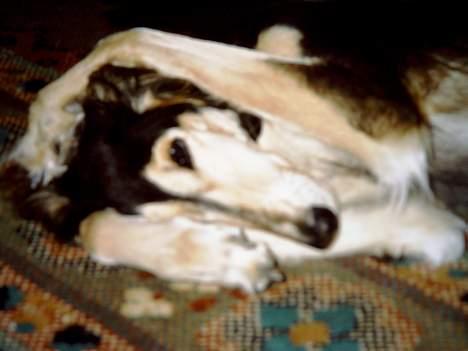 Saluki El Sharmir's Shahidi billede 5