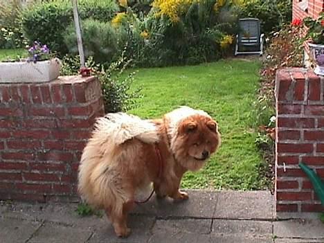 Chow chow tulle - må jeg gå en tur i haven? billede 12