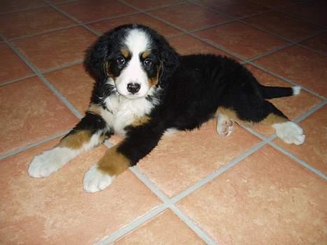 Berner sennenhund Bonnie.  (død) - Bonnie 8 uger gammel lige ankommet fra Ungarn. billede 1