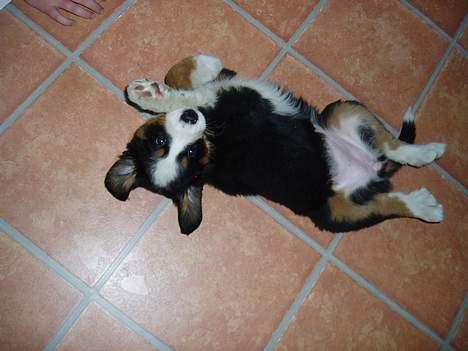 Berner sennenhund Bonnie.  (død) - Se er jeg ikke dejlig, jeg elsker at ligge på ryggen.. billede 2