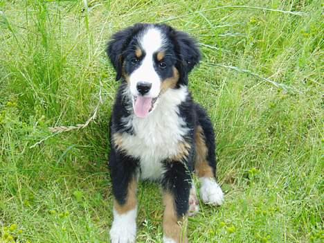 Berner sennenhund Bonnie.  (død) - Uhmm, der er dejligt i det høje grønne græs. billede 3
