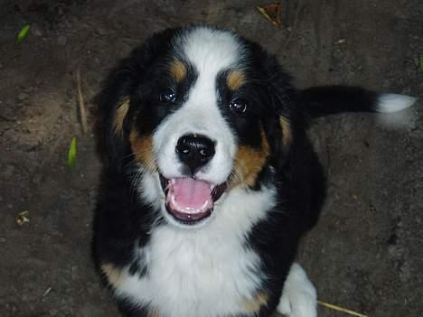 Berner sennenhund Bonnie.  (død) - Her er jeg lidt ældre, er jeg ikke kær??? billede 4