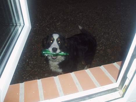 Berner sennenhund Bonnie.  (død) - Øl, øl og mere øl.... billede 5