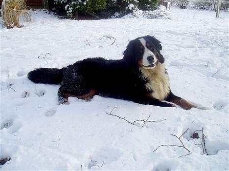 Berner sennenhund Bonnie.  (død) - Jeg elsker sne.... billede 6