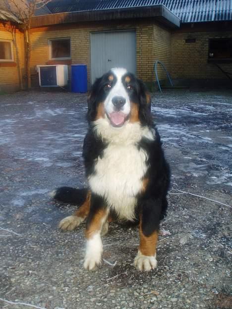 Berner sennenhund Bonnie.  (død) - Jeg ville så gerne altid give pote... billede 7