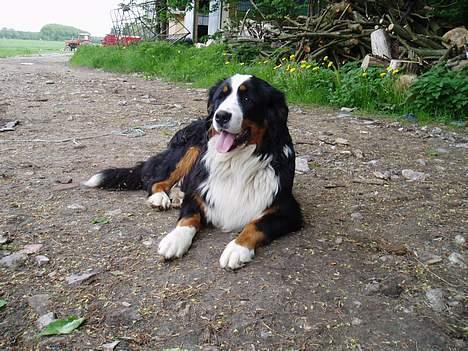Berner sennenhund Bonnie.  (død) - Jeg skal lige holde øje med "far" ude i marken... billede 8