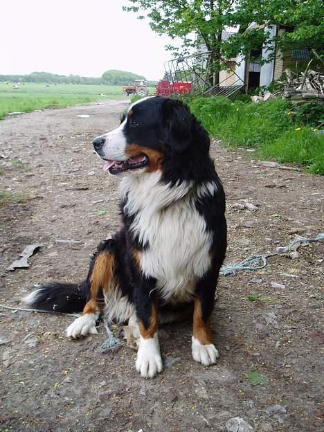 Berner sennenhund Bonnie.  (død) - Et af de sidste billeder vi fik af Bonnie.... billede 9
