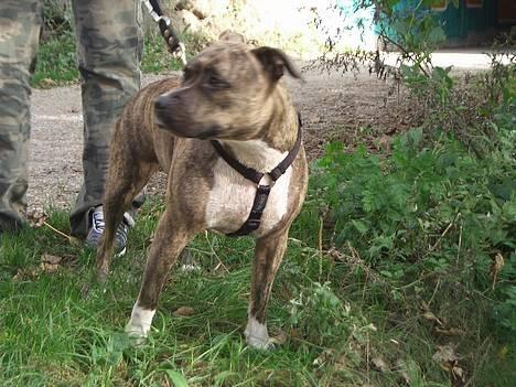 Amerikansk staffordshire terrier Gucci billede 13