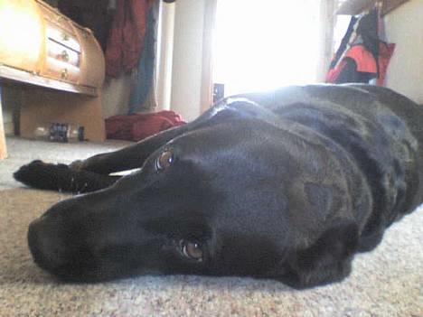 Blanding af racer Zenta - "Jeg er godt nok træt" billede 11