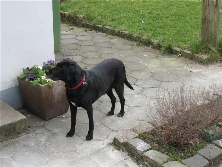 Blanding af racer Zenta - Zenta gider vist ikke være ude mere... billede 12