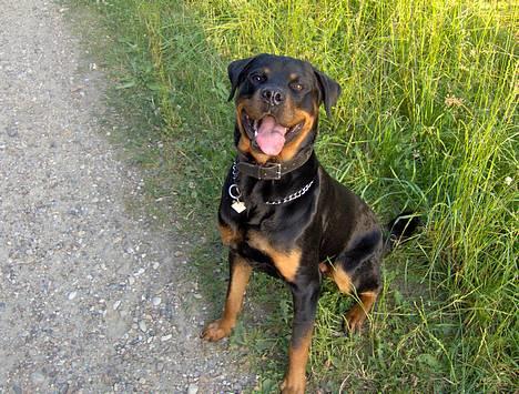 Rottweiler Rex - Her ligger jeg lige i sneen... billede 1