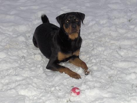Rottweiler Rex - Hvor er det altsa bare sjovt at lege i al det sne:) billede 2