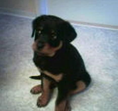 Rottweiler Rex - sidder jeg ikke bare pænt:) billede 3