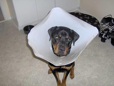 Rottweiler Rex - Her har jeg lige fået en skærm på.. Og alle griner af mig:) billede 4