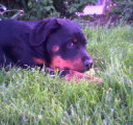 Rottweiler Rex - gemmer mig lige i græsset så de ikke kan finde mig... billede 5