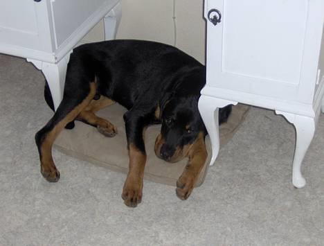 Rottweiler Rex - Ih altså, jeg er ved at være al for stor til at ligge i min hygge krog..... billede 6