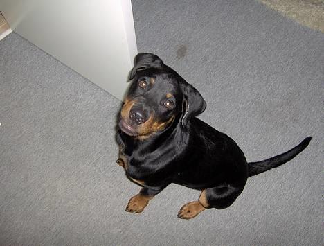 Rottweiler Rex billede 8