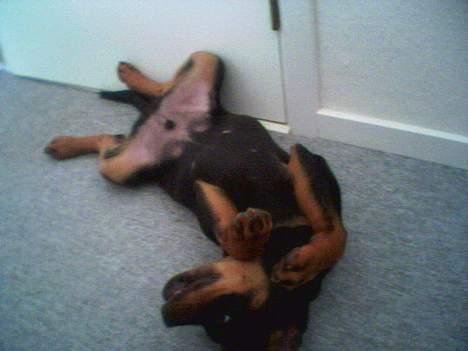 Rottweiler Rex - Ih altså, er jeg ikke bare dejlig:) billede 9