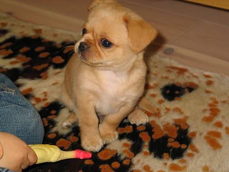 Chihuahua NEMO - du skal ikke prikke til mig med den kylling billede 6