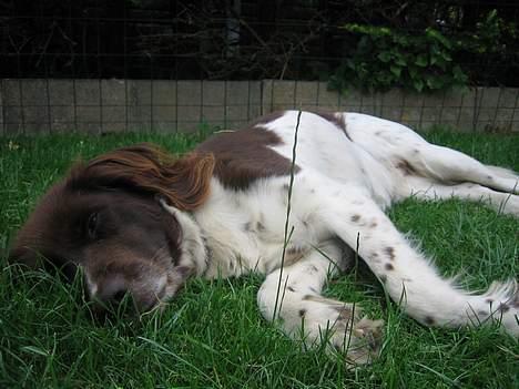 Kleiner münsterländer Cindy "Ziggy" billede 1