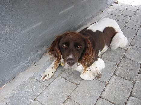 Kleiner münsterländer Cindy "Ziggy" billede 2
