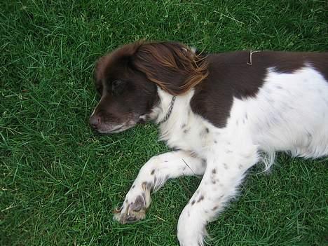 Kleiner münsterländer Cindy "Ziggy" billede 3
