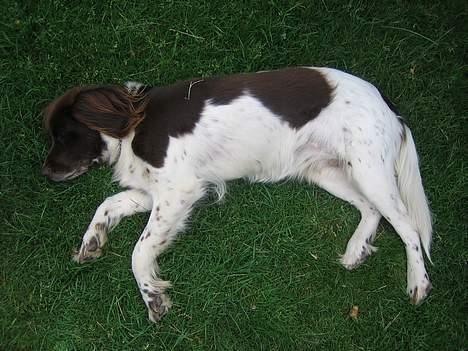 Kleiner münsterländer Cindy "Ziggy" billede 4