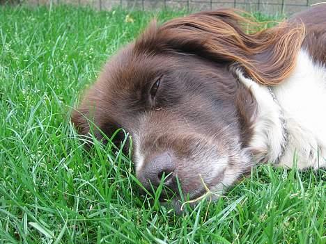 Kleiner münsterländer Cindy "Ziggy" billede 5