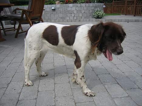 Kleiner münsterländer Cindy "Ziggy" billede 6