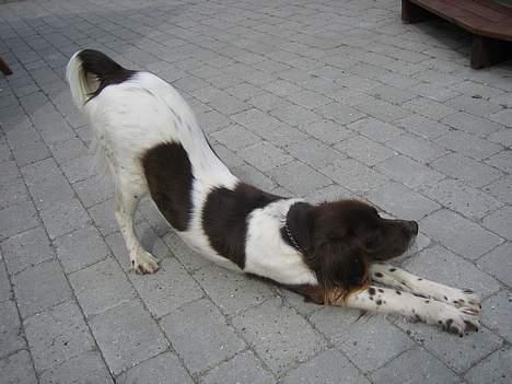 Kleiner münsterländer Cindy "Ziggy" billede 7