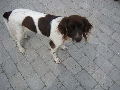 Kleiner münsterländer Cindy "Ziggy" billede 8