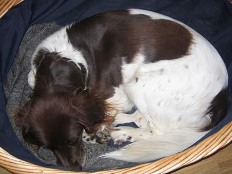 Kleiner münsterländer Cindy "Ziggy" billede 9