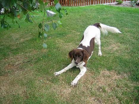 Kleiner münsterländer Cindy "Ziggy" billede 10
