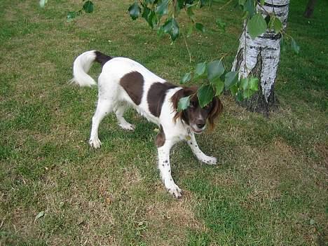 Kleiner münsterländer Cindy "Ziggy" billede 11
