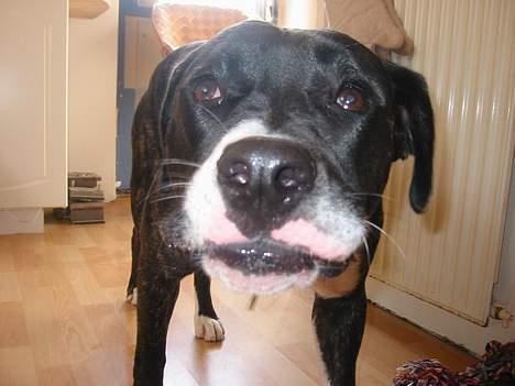 Amerikansk bulldog VBA's Kela R.I.P 2011 - Iiiihhh.. hvor er det sjovt at ha´ fødselsdag..:-) billede 15