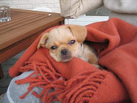 Chihuahua NEMO - jeg er bare så træt, gabbbb..... billede 8