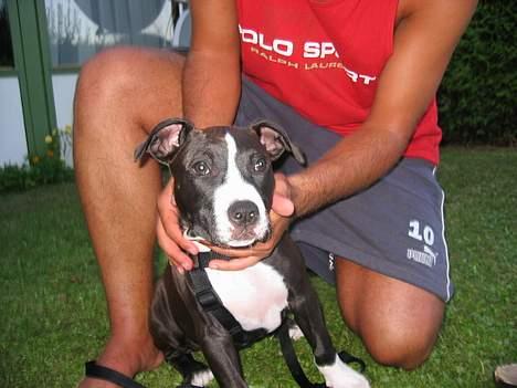 Amerikansk staffordshire terrier Gucci billede 7