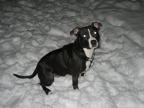 Amerikansk staffordshire terrier Gucci billede 8