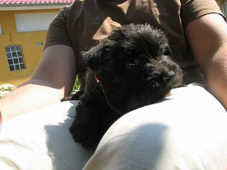 Cairn terrier Freja - her ligger jeg bare godt billede 4