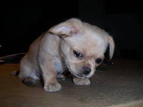 Chihuahua NEMO - jamen det var ALTSÅ ikke mig der har tisset på gulvet billede 9