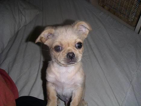 Chihuahua NEMO - heyy skal vi dele den chokolade bar eller hva!!!! billede 10