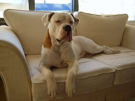 Amerikansk bulldog Bella R.I.P billede 1