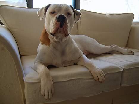 Amerikansk bulldog Bella R.I.P billede 2