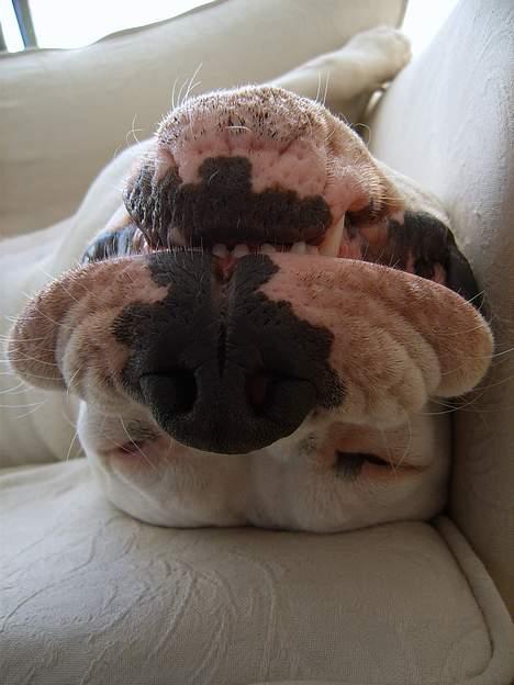 Amerikansk bulldog Bella R.I.P - jeg tager lige en lur mor har været lidt for hård ved mig idag billede 3