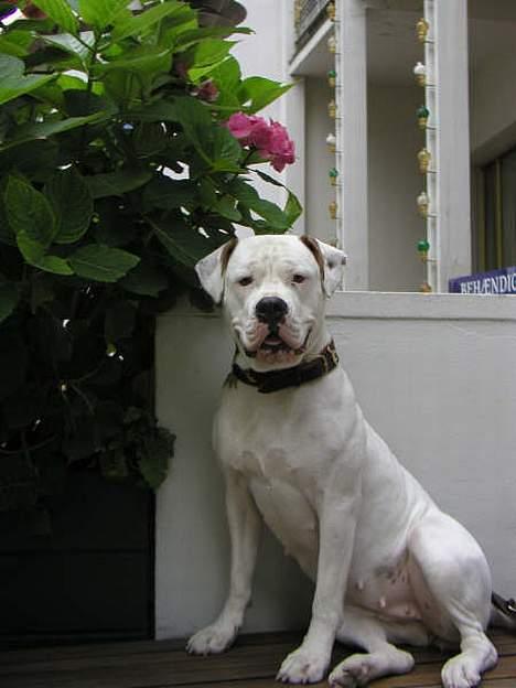 Amerikansk bulldog Bella R.I.P billede 4