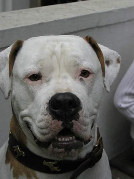 Amerikansk bulldog Bella R.I.P billede 5